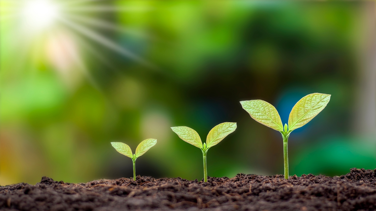 Deploying Emerging Skills for Organizational Success